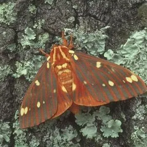 thumbnail for publication: Hickory Horned Devil (Larva), Regal Moth or Royal Walnut Moth (Adult), Citheronia regalis (Fabricius) (Insecta: Lepidoptera: Saturniidae: Ceratocampinae)